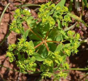 Fotografia da espécie Euphorbia pterococca