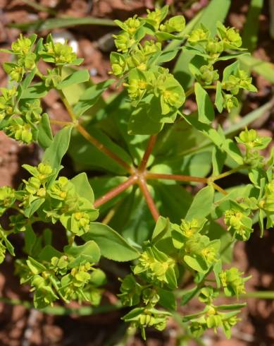 Fotografia de capa Euphorbia pterococca - do Jardim Botânico