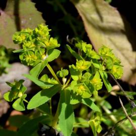 Fotografia da espécie Euphorbia pterococca