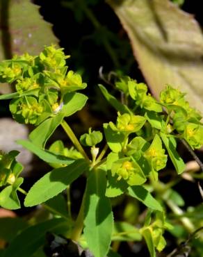 Fotografia 3 da espécie Euphorbia pterococca no Jardim Botânico UTAD