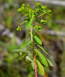 Fotografia da espécie Euphorbia pterococca