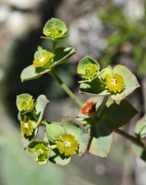 Fotografia 1 da espécie Euphorbia transtagana no Jardim Botânico UTAD