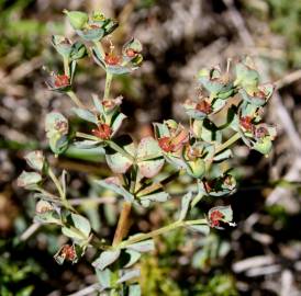 Fotografia da espécie Euphorbia transtagana