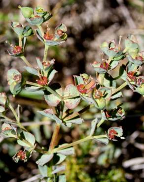 Fotografia 2 da espécie Euphorbia transtagana no Jardim Botânico UTAD