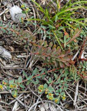 Fotografia 3 da espécie Euphorbia transtagana no Jardim Botânico UTAD