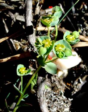 Fotografia 4 da espécie Euphorbia transtagana no Jardim Botânico UTAD