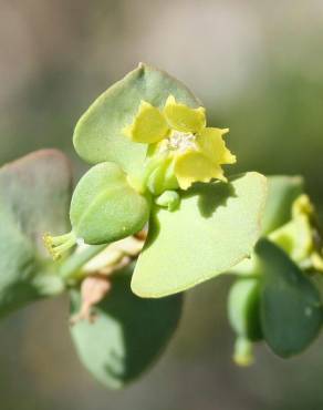 Fotografia 5 da espécie Euphorbia transtagana no Jardim Botânico UTAD