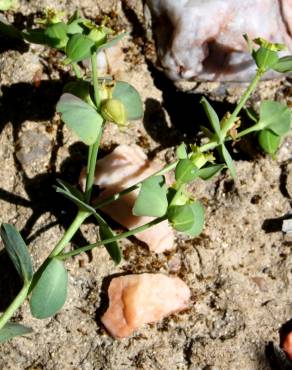 Fotografia 7 da espécie Euphorbia transtagana no Jardim Botânico UTAD