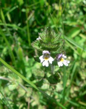 Fotografia 1 da espécie Euphrasia hirtella no Jardim Botânico UTAD