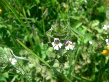 Fotografia da espécie Euphrasia hirtella