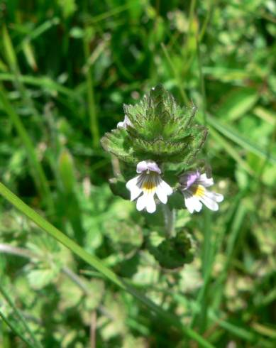 Fotografia de capa Euphrasia hirtella - do Jardim Botânico