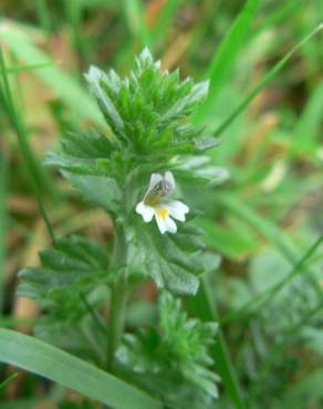 Fotografia 3 da espécie Euphrasia hirtella no Jardim Botânico UTAD