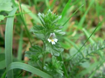 Fotografia da espécie Euphrasia hirtella