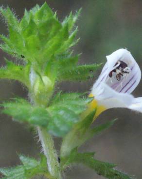 Fotografia 5 da espécie Euphrasia hirtella no Jardim Botânico UTAD