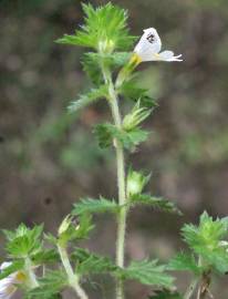 Fotografia da espécie Euphrasia hirtella