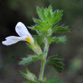 Fotografia da espécie Euphrasia hirtella