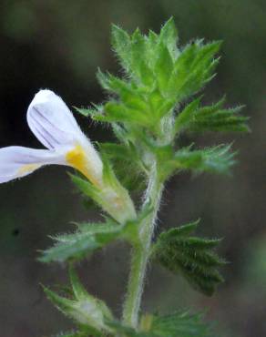 Fotografia 7 da espécie Euphrasia hirtella no Jardim Botânico UTAD