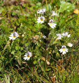 Fotografia da espécie Euphrasia hirtella