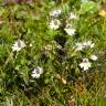 Fotografia 8 da espécie Euphrasia hirtella do Jardim Botânico UTAD