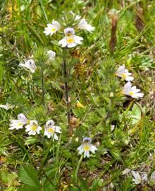 Fotografia da espécie Euphrasia hirtella