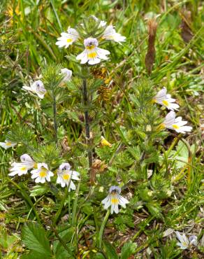 Fotografia 9 da espécie Euphrasia hirtella no Jardim Botânico UTAD