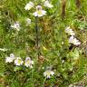 Fotografia 9 da espécie Euphrasia hirtella do Jardim Botânico UTAD