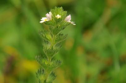 Fotografia da espécie Euphrasia hirtella