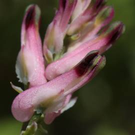 Fotografia da espécie Fumaria muralis