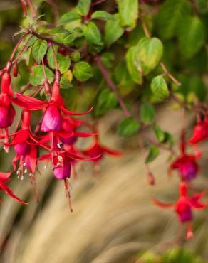 Fotografia 6 da espécie Fuchsia magellanica no Jardim Botânico UTAD