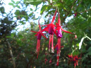 Fotografia da espécie Fuchsia magellanica