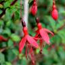 Fotografia 9 da espécie Fuchsia magellanica do Jardim Botânico UTAD