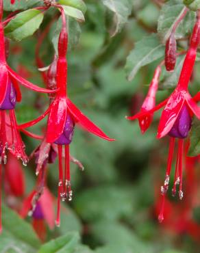 Fotografia 10 da espécie Fuchsia magellanica no Jardim Botânico UTAD