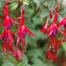 Fotografia 10 da espécie Fuchsia magellanica do Jardim Botânico UTAD