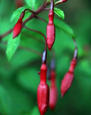 Fotografia 11 da espécie Fuchsia magellanica no Jardim Botânico UTAD