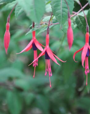 Fotografia 12 da espécie Fuchsia magellanica no Jardim Botânico UTAD