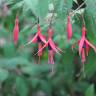 Fotografia 12 da espécie Fuchsia magellanica do Jardim Botânico UTAD