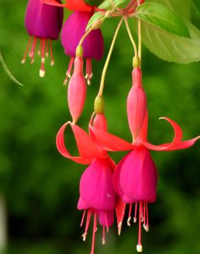 Fotografia 13 da espécie Fuchsia magellanica no Jardim Botânico UTAD