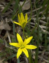 Gagea elliptica