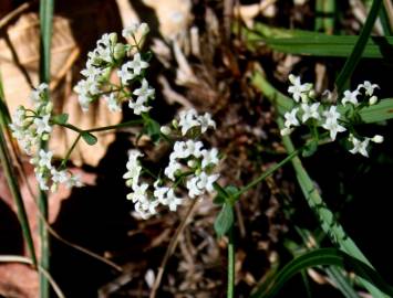 Fotografia da espécie Galium broterianum