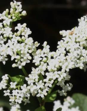 Fotografia 3 da espécie Galium broterianum no Jardim Botânico UTAD