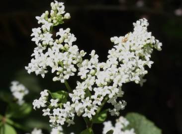 Fotografia da espécie Galium broterianum