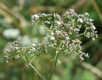 Fotografia da espécie Galium broterianum