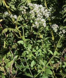 Fotografia da espécie Galium broterianum