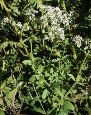 Fotografia 5 da espécie Galium broterianum no Jardim Botânico UTAD