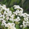 Fotografia 6 da espécie Galium broterianum do Jardim Botânico UTAD