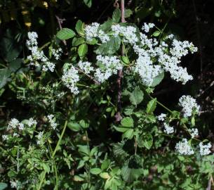 Fotografia da espécie Galium broterianum