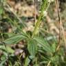 Fotografia 8 da espécie Galium broterianum do Jardim Botânico UTAD