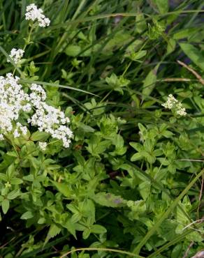 Fotografia 9 da espécie Galium broterianum no Jardim Botânico UTAD