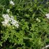 Fotografia 9 da espécie Galium broterianum do Jardim Botânico UTAD