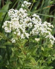 Fotografia da espécie Galium broterianum